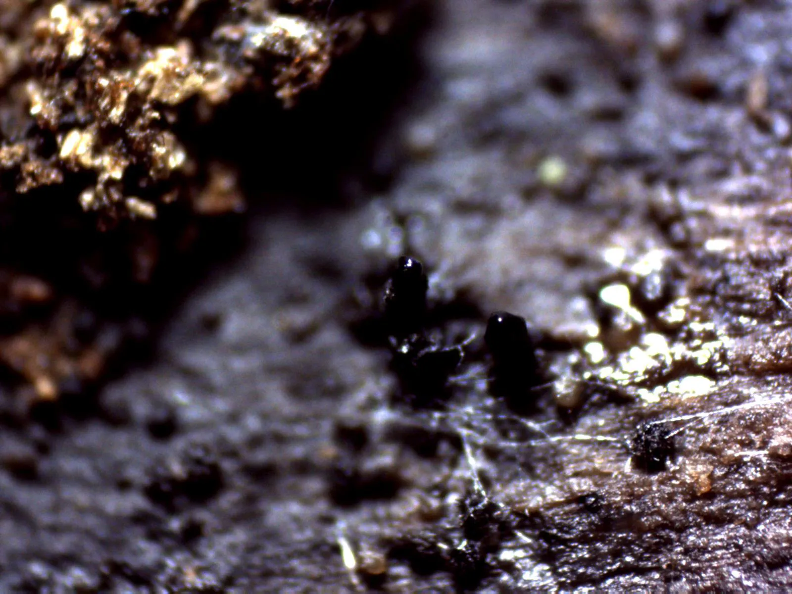 1 - X 40 1